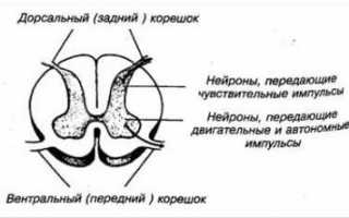 Поясничный остеохондроз с корешковым синдромом лечение
