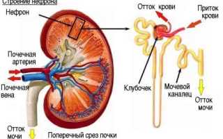 Как лечить гломерулонефрит нефротический синдром