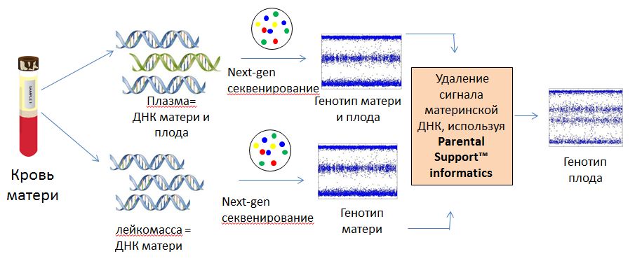 НИПТ