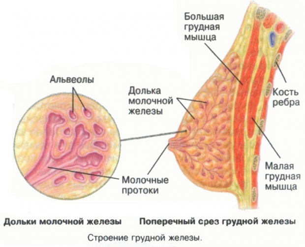 Что такое киста молочной железы