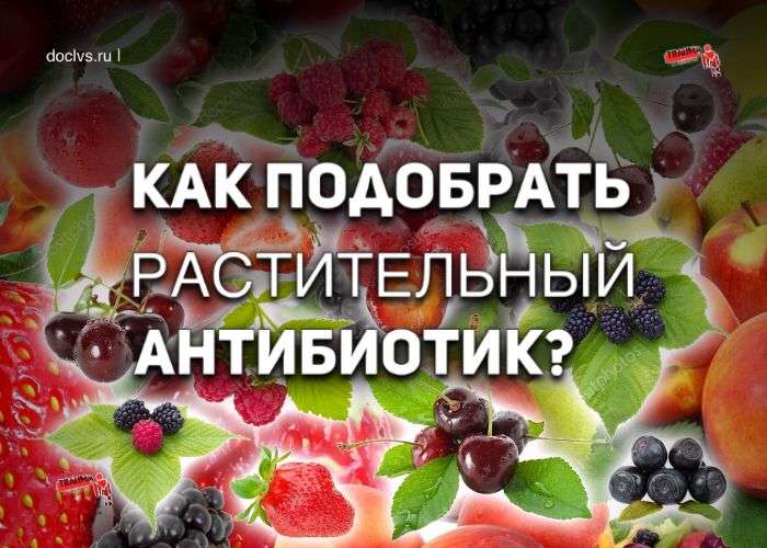 растительные антибиотики