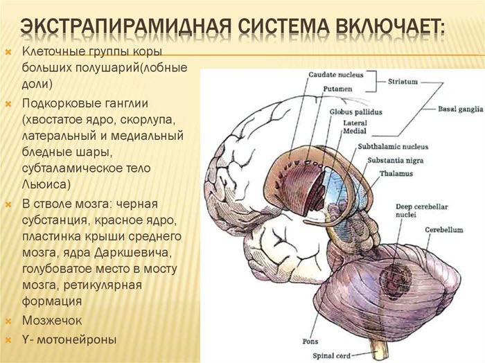 Экстрапирамидная система