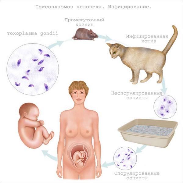 Жизненный цикл токсоплазмы