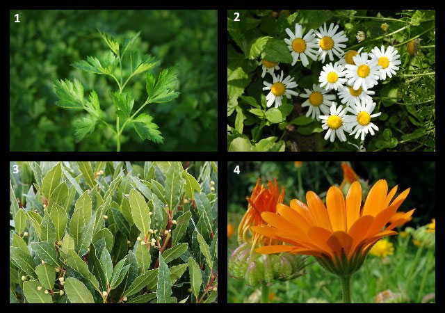 петрушка, ромашка аптечная, лавр благородный, календула
