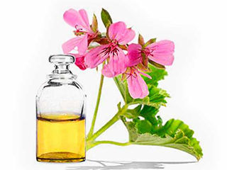 Герань при отите: народное лечение настойкой из герани