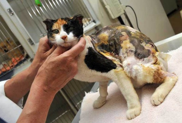 Как вылечить химический ожог у кошек