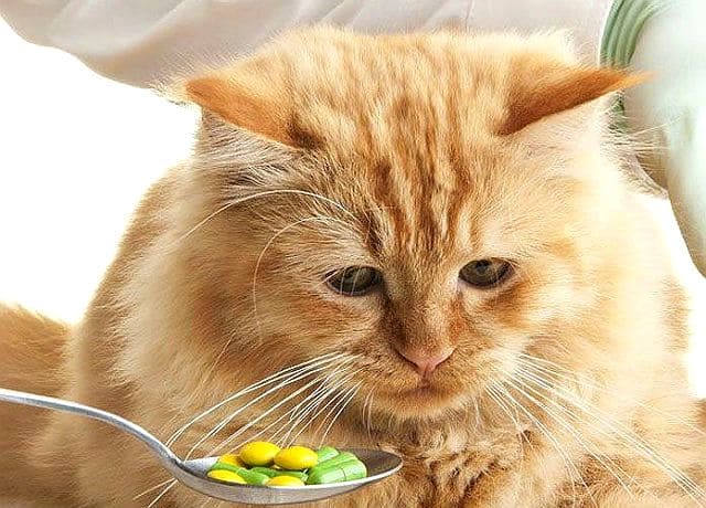 Антибиотики в таблетках для кошки