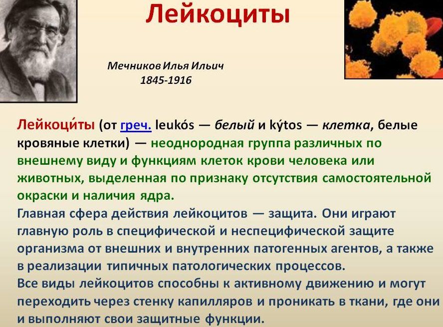 Лейкоциты