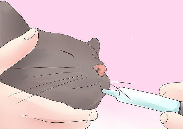 Пробиотик для кошки после приема антибиотиков