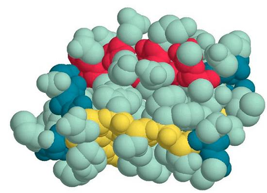 belok_povishen_struktura Белок в крови при ожоге