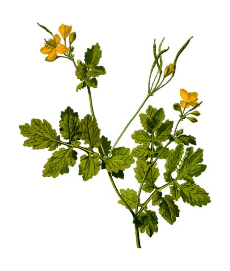 Появилось красное пятно в виде ожога