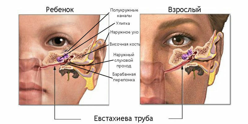 евстахиева труба