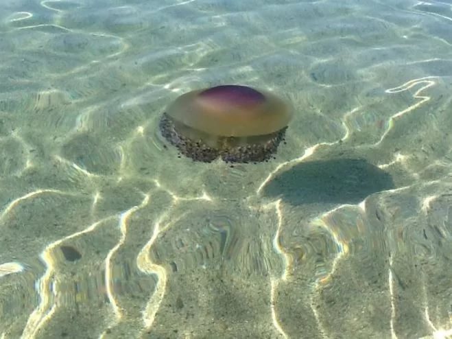 морские медузы