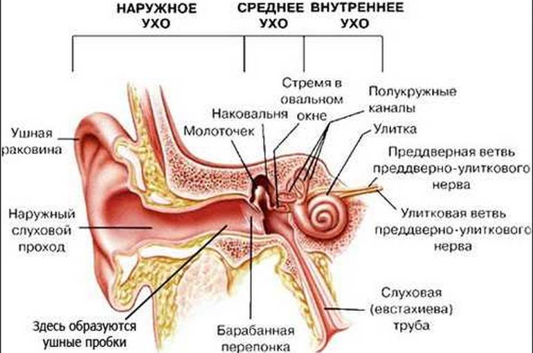 Применение камфорного масла при болях в ушах