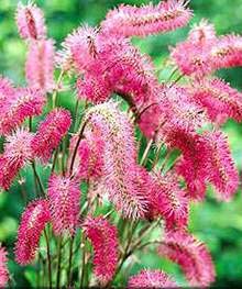 кровохлебка кровохлебка