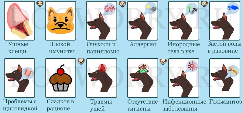 Почему у собаки может быть отит?