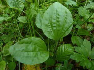 подорожник подорожник