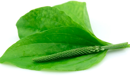 Лист подорожника