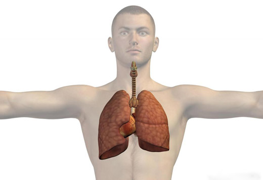 легкие человека