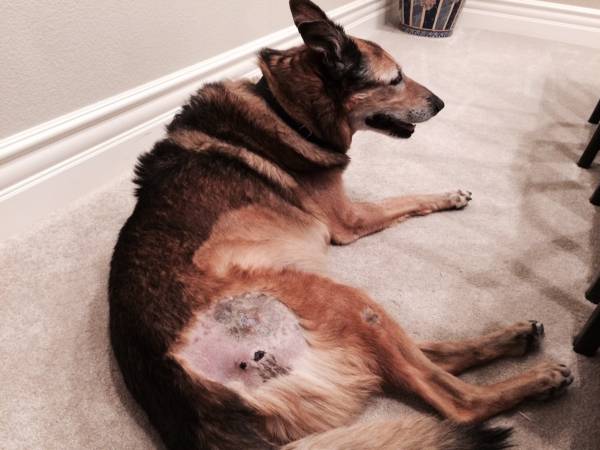 Пролежни у собаки как лечить в домашних условиях