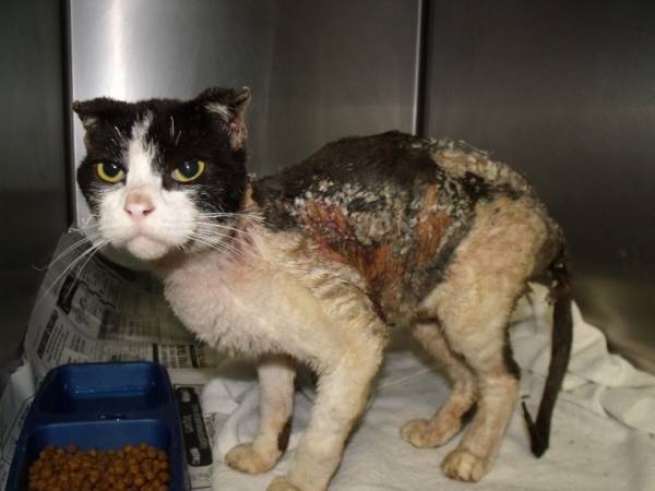 Как вылечить химический ожог у кошек