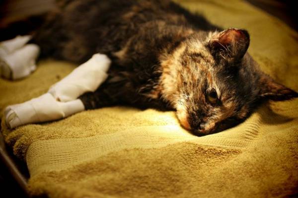 Как вылечить химический ожог у кошек