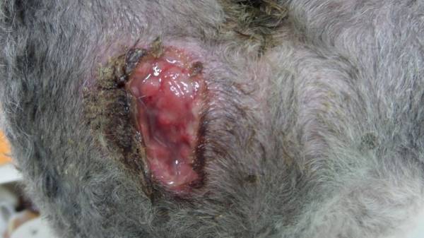 Пролежни у собаки как лечить в домашних условиях