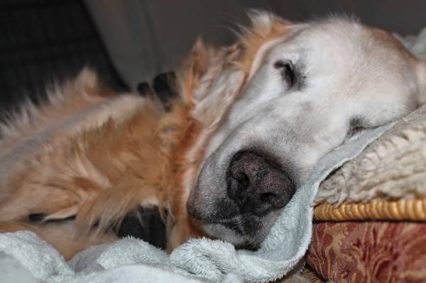 Пролежни у собаки как лечить в домашних условиях