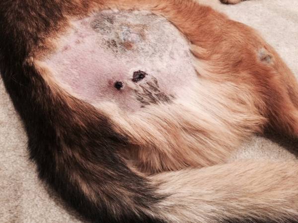 Пролежни у собаки как лечить в домашних условиях