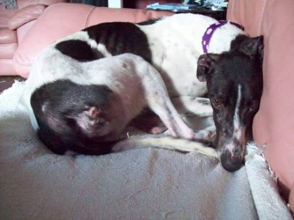 Пролежни у собаки как лечить в домашних условиях