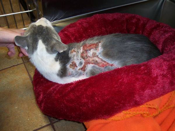 Как вылечить химический ожог у кошек